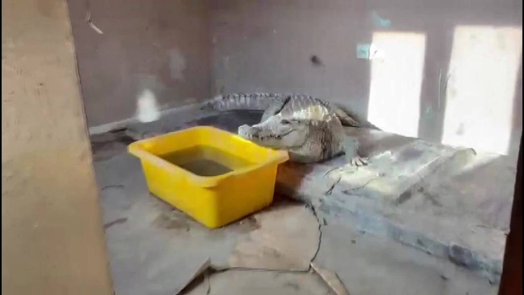 Eve baskın yapan polis Nil timsahı ve anakonda yılanla karşılaştı! Hayrete düşüren anlar 12